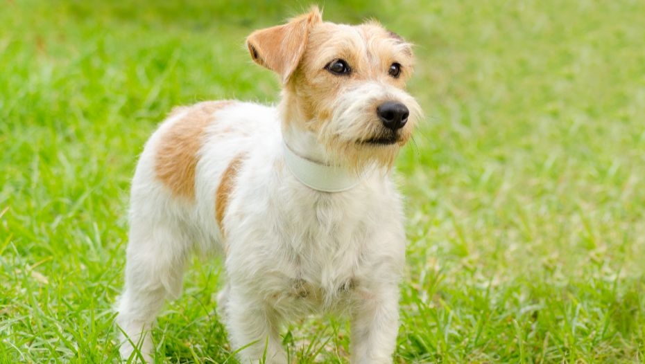 Jack and store parson russell terriers